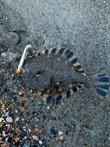 ヌマガレイの釣果