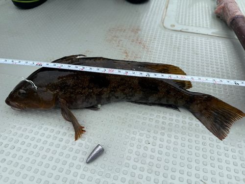 アイナメの釣果