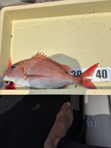 タイの釣果