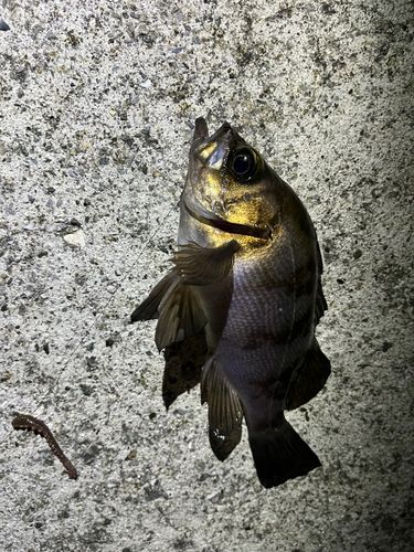 メバルの釣果