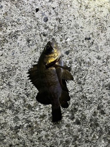 メバルの釣果
