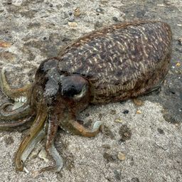 コウイカ