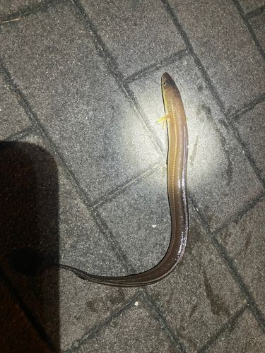 マアナゴ