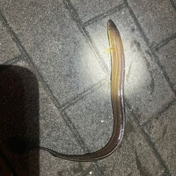 マアナゴ
