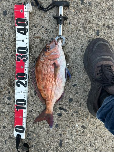 タイの釣果