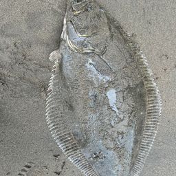 ヒラメ