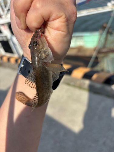 マハゼの釣果