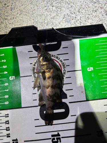 メバルの釣果