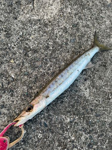 タイワンカマスの釣果