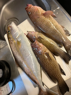 カンパチの釣果