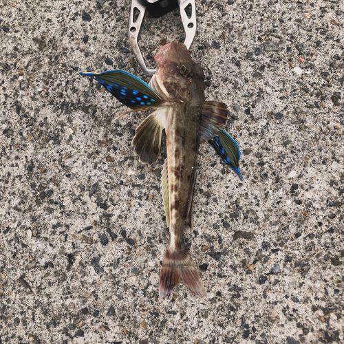 ホウボウの釣果