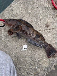 アイナメの釣果