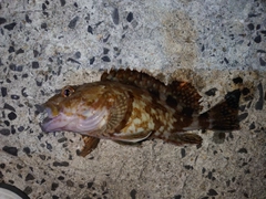ガシラの釣果