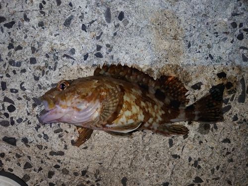 ガシラの釣果