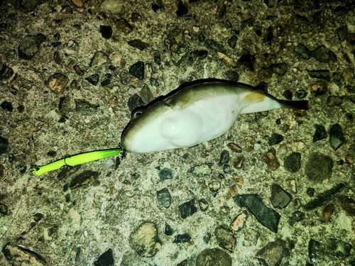 クサフグの釣果