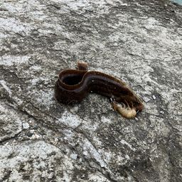 ダイナンギンポ