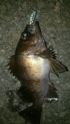 アカメバルの釣果