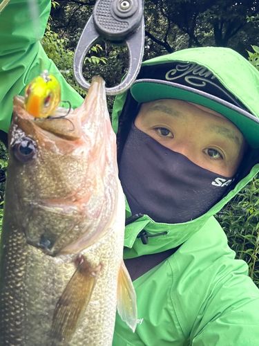 ラージマウスバスの釣果