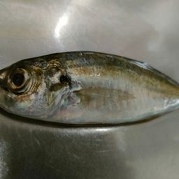 アジ