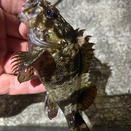 ソイ