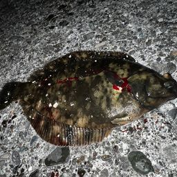 クロガシラガレイ