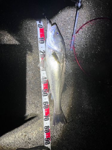 スズキの釣果