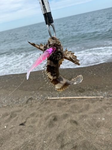 オニオコゼの釣果