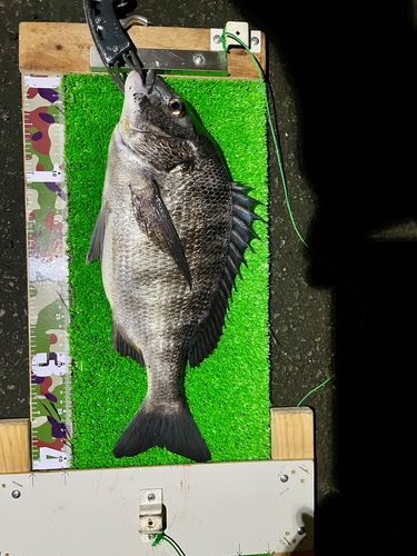 クロダイの釣果