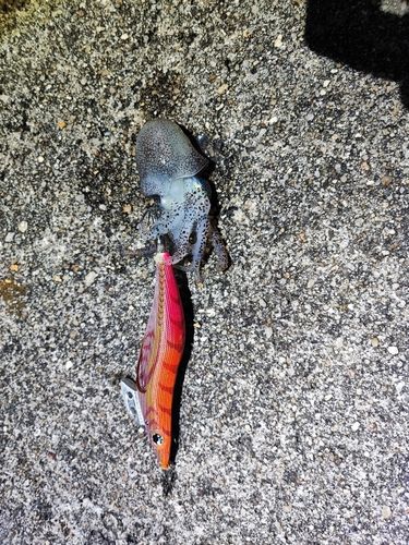 イカの釣果