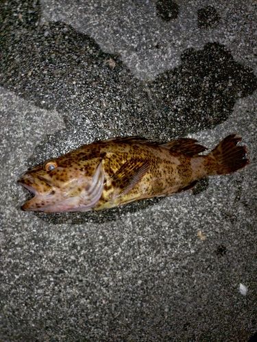 タケノコメバルの釣果