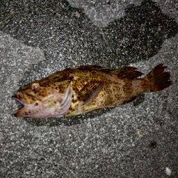 タケノコメバル