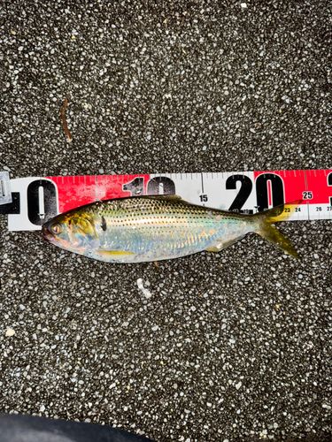 コノシロの釣果