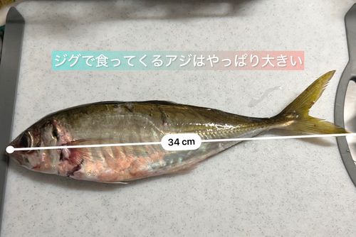 アジの釣果
