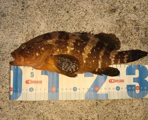 キジハタの釣果