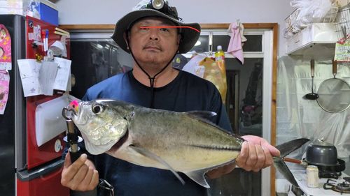 ギンガメアジの釣果