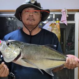 ギンガメアジ