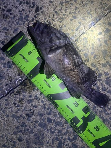 クロソイの釣果