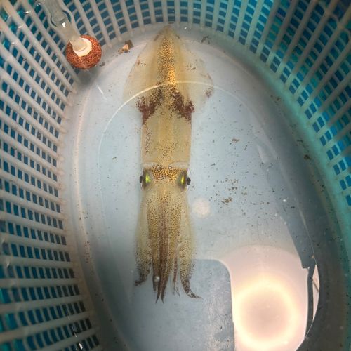 マメイカの釣果