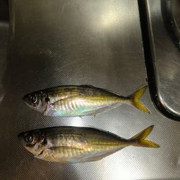 アジ