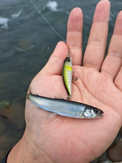 ニジマスの釣果