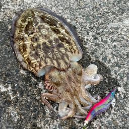 モンゴウイカ