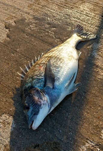 チヌの釣果