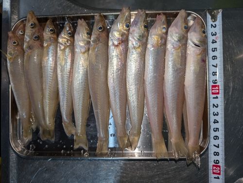 キスの釣果