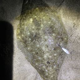 ヒラメ