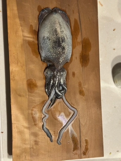 コウイカの釣果