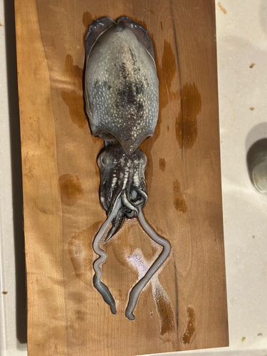 コウイカの釣果