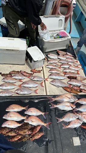 タイの釣果