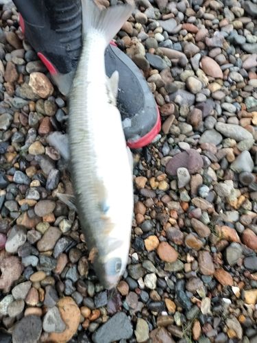 ボラの釣果