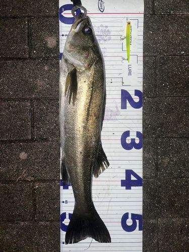 シーバスの釣果
