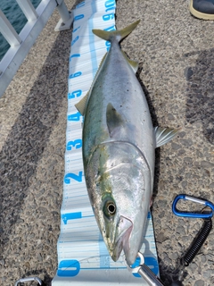 ブリの釣果